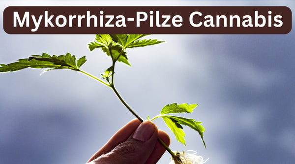 Warum Mykorrhiza-Pilze für den Cannabis-Anbau unerlässlich sind