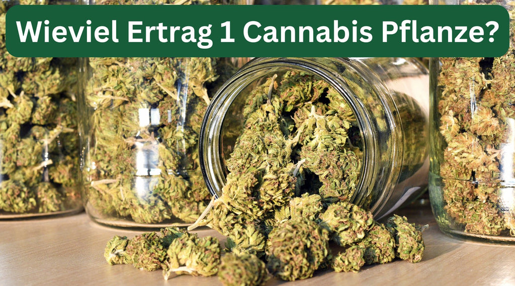 Wieviel Ertrag bringt eine Cannabis-Pflanze? - Cannabis Booster