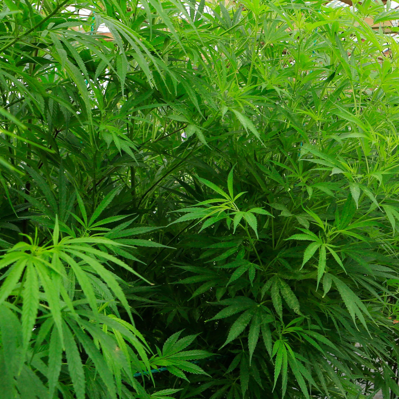 Blattdünger für Cannabis Pflanzen