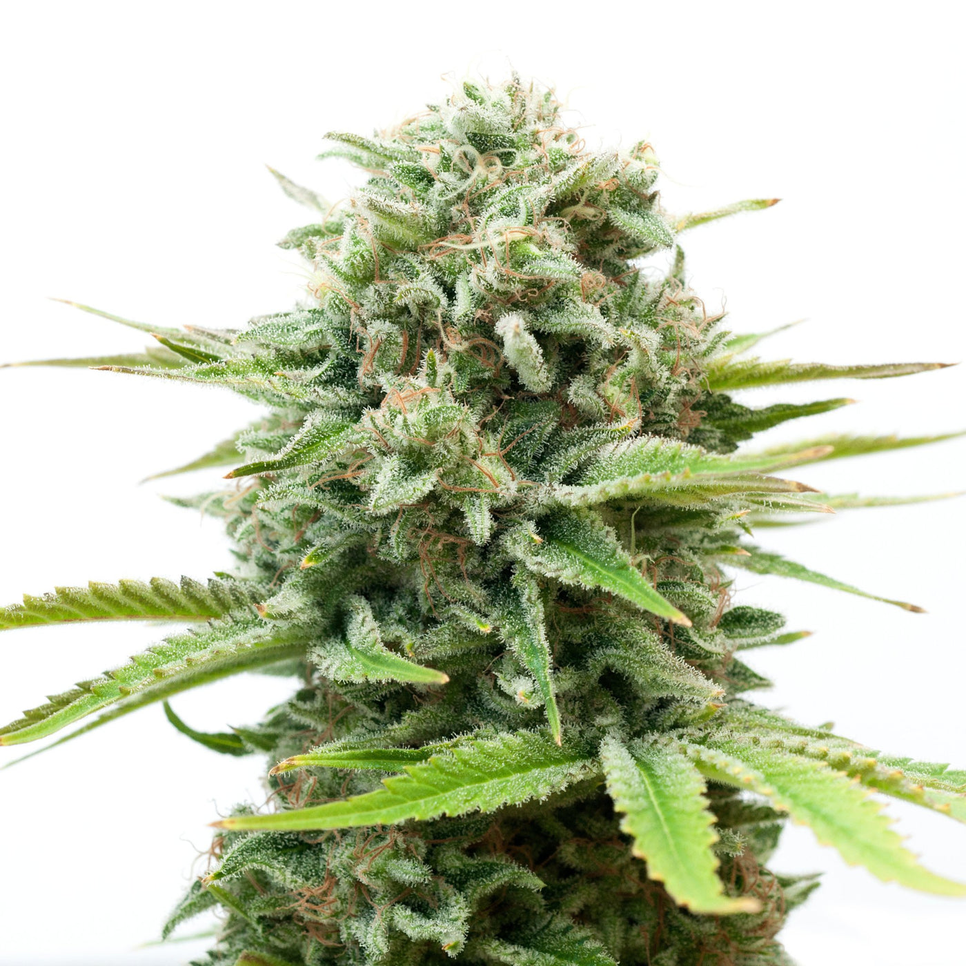 Blütendünger Cannabis Pflanzen