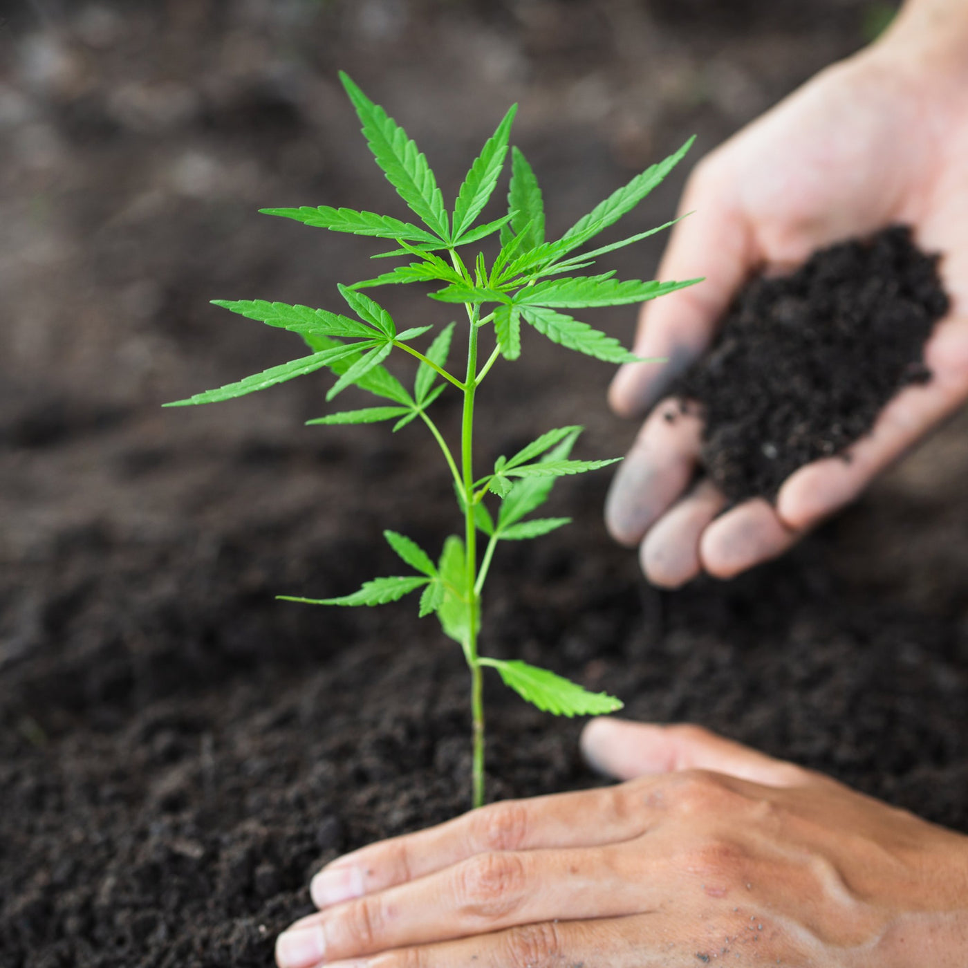 Bodenverbesserer für Cannabis Pflanzen