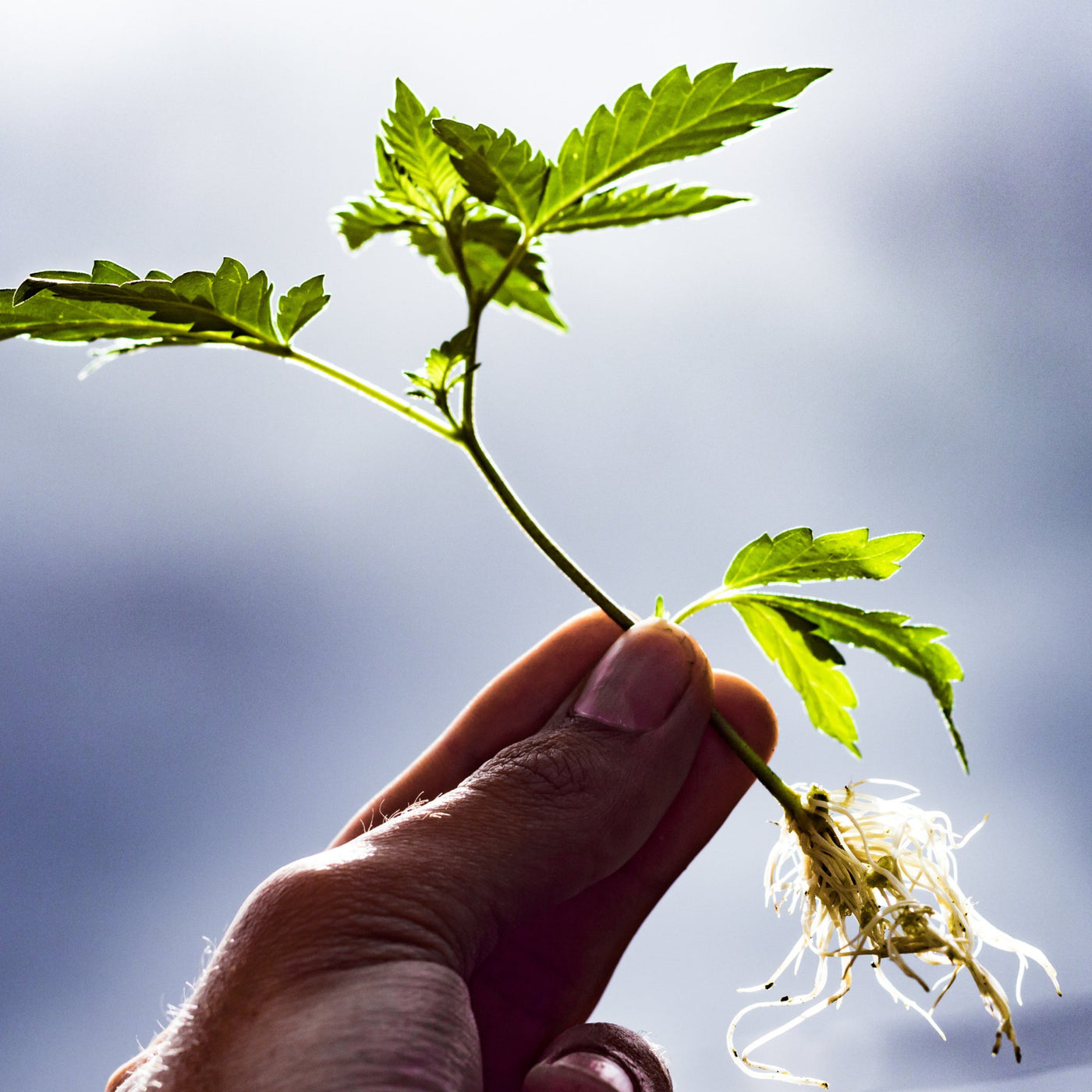 Wurzeldünger Cannabis Pflanzen